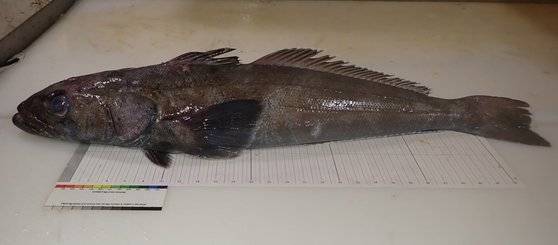 몸 길이 최대 2.3m, 몸무게 최대 100㎏까지 자라는 이빨고기. 국립수산과학원