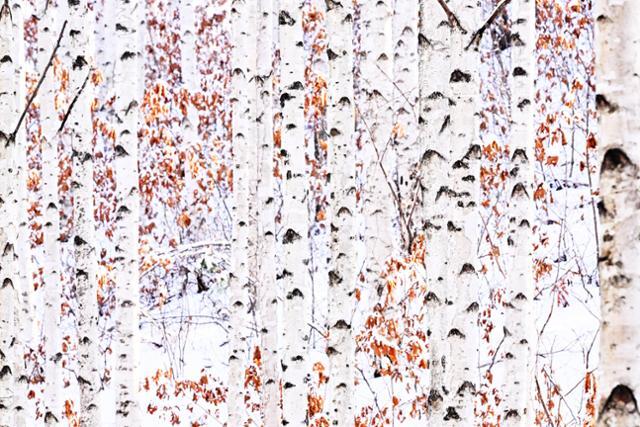 순백색의 자작나무 숲이 하얀 눈과 남아있던 낙엽의 색깔과 어우러져 새하얀 도화지 위에 그려놓은 추상화 보는듯하다.