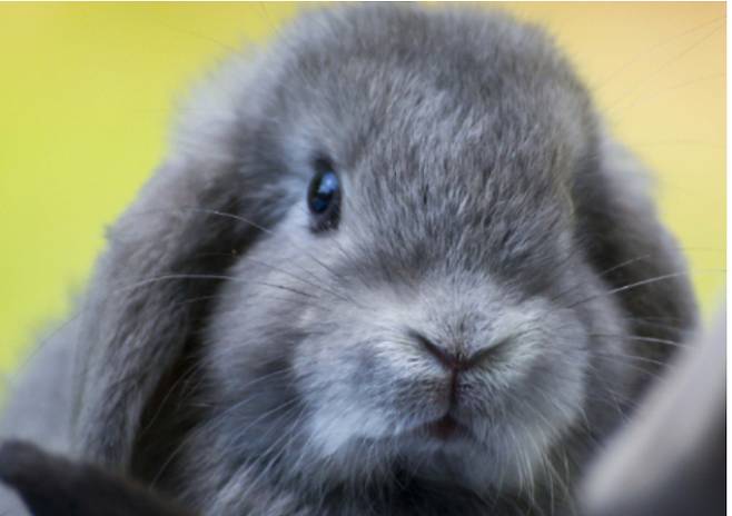 검은 토끼. pixabay 제공