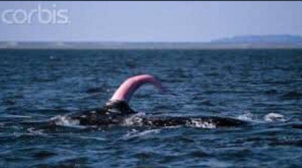 /Prof. Michael Sweet Twitter 수컷고래의 생식기관은 평소에는 몸안쪽에 돌돌 말려있다가 번식철이 되면 신체 밖으로 돌출된다.