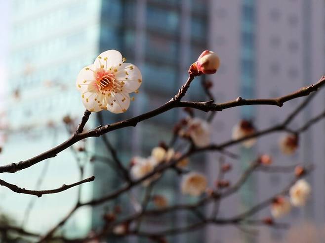 지난 17일 경북 포항시 남구 대잠동 포항시청 인근 야산에 매화나무 꽃이 활짝 피어 있다. 연합뉴스