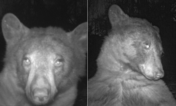 ‘셀카’ 삼매경에 빠진 곰. 볼더산간녹지공원 트위터 캡처