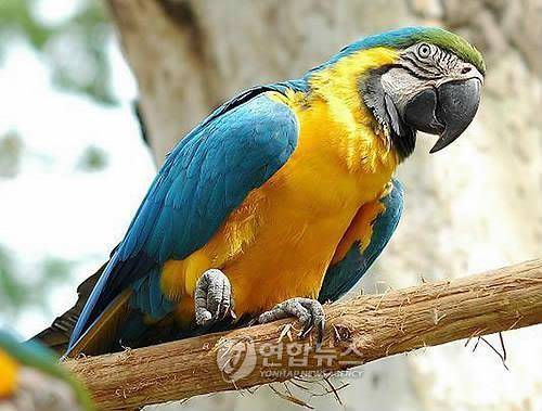 앵무새. 기사와 직접 관련 없음. / 사진=연합뉴스