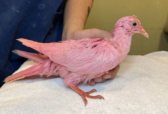지난 1일(현지시각) 미국 뉴욕의 한 공원에서 분홍색으로 염색된 비둘기가 발견됐다. 사진은 분홍색으로 염색된 비둘기. /사진=페이스북 캡처