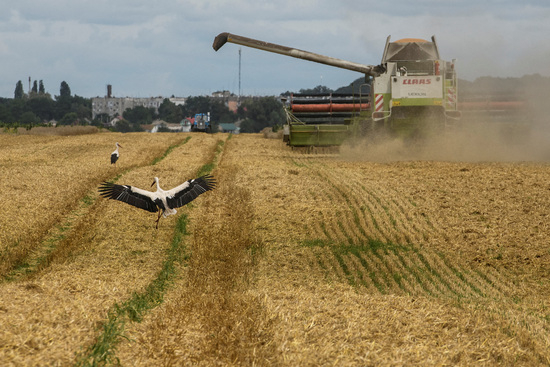 쌀과 옥수수를 제외한 전세계 곡물 가격이 하락했다. 사진은 지난해 12월 우크라이나 키예프 인근 밀밭의 모습. /사진=로이터
