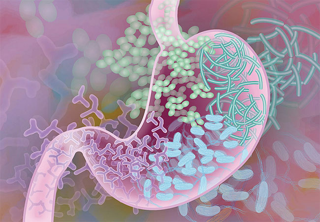 인체 소화기관에 있는 다양한 미생물을 묘사한 그림. 우리 몸에는 장내세균이 인체 세포보다 10배나 많다. 장내세균은 소화기관은 물론 각종 장기와 뇌 기능까지 영향을 미치는 것으로 밝혀졌다. 최근에는 회춘 효과도 연구되고 있다. 사진 미 국립보건원(NIH)
