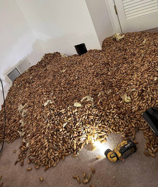 미국 캘리포니아의 한 주택 벽 안에서 딱따구리가 모아 놓은 도토리 317㎏이 발견됐다. /페이스북