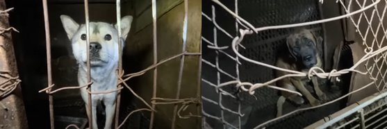 동물보호단체 케어와 경찰이 지난 4일 부산 기장군 도살장을 급습한 가운데 현장에서 구조된 개들. 사진 케어 유튜브 캡처
