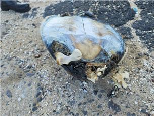 제주에서 죽은 채 발견된 푸른 바다거북 [국립해양생물자원관 제공. 재판매 및 DB 금지]