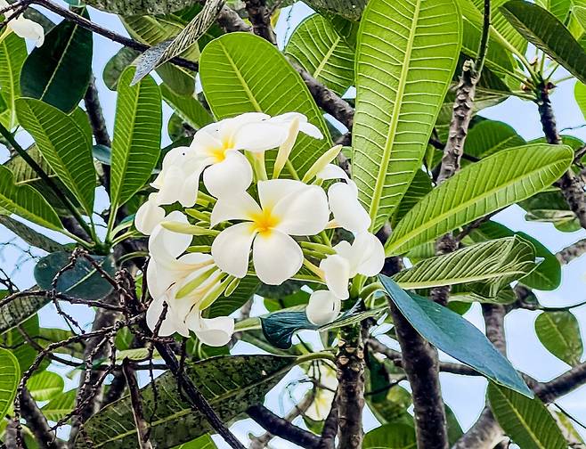 활짝 핀 칼라츄치(kalachuchi)