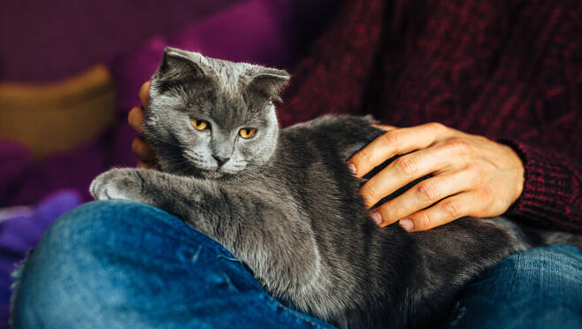 카라는 “고양이는 매우 독특한 생태를 가진 동물로 사람이 불편하다는 이유로 집에 들어가야 한다는 사고는 너무 인간중심적”이라고 비판했다. 게티이미지뱅크