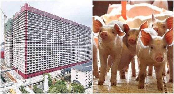 최근 뉴욕타임스는 중국 후베이성 어저우에 있는 대규모 양돈 시설인 후베이 중신 카이웨이(왼쪽)를 소개했다. 사진 트위터 캡처