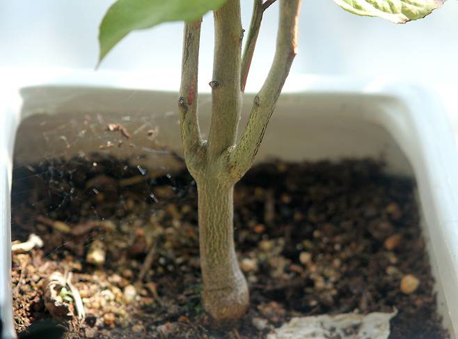 레몬 씨앗을 싹 틔우기는 쉽지만, 레몬 나무가 잘 자랄 확률은 높지 않다. ⓒ안희제 제공