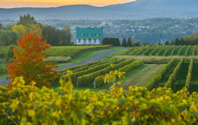 오를레앙섬 와이너리