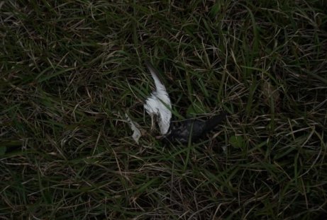 2018년 마라도에서 발견된 뿔쇠오리 날개 일부. 서울대