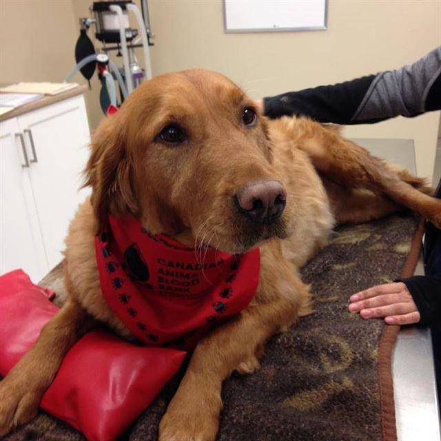 캐나다 위니펙에 위치한 비영리기관인 캐내디언애니멀블러드뱅크(CABB)는 헌혈견을 통해 캐나다 수의사들에게 혈액을 공급한다. CABB 홈페이지 캡처