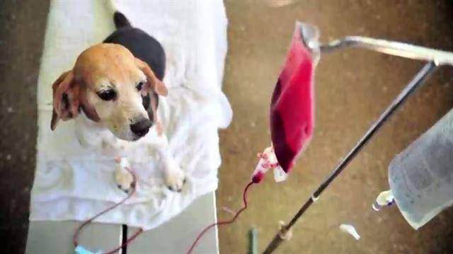 공혈동물은 다른 동물에게 피를 나눠주기 위해 사육되고 있지만 이들에 대한 관리는 업체 자율에 맡겨져 있는 상태다. EBS 방송 캡처