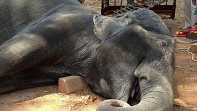 2016년 캄보디아 앙코르와트에서 40도가 넘는 더위에도 관광객을 40분가량 태웠다가 심장마비로 쓰러져 세상을 떠난 코끼리 ‘삼보’
