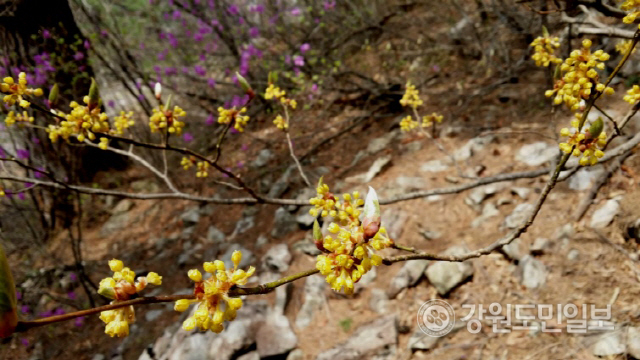 ▲ 봄 산에서 가장 먼저 꽃을 피우는 생강나무.