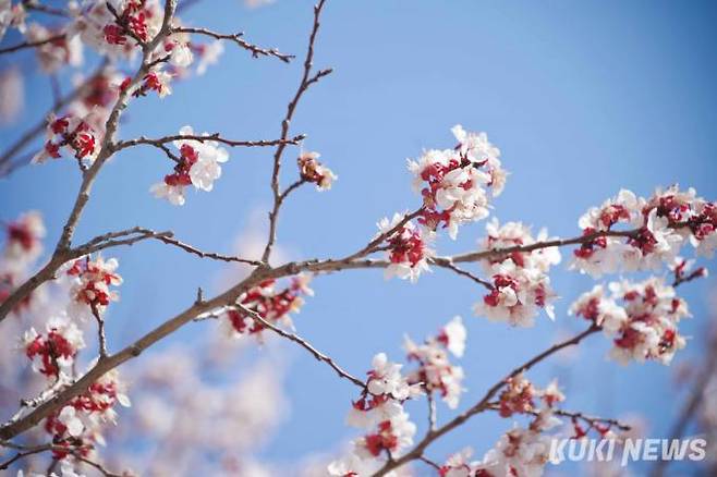 완연한 봄 날씨를 보인 18일 오후 전남 순천시 낙안면 낙양읍성 민속마을 인근 살구나무 꽃들이 만개해 봄을 알리고 있다.