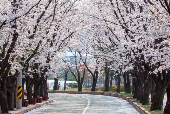 에덴벚꽃길 벚꽃축제 / 사진=한국관광공사 홈페이지