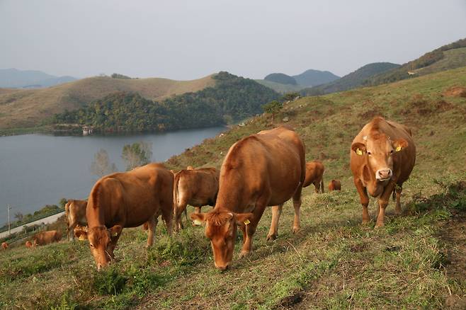 충남 서산의 한우개량사업소의 방목지에서 소들이 풀을 뜯어 먹고 있다. /한우개량사업소 제공