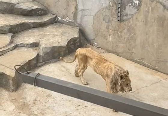 중국의 한 동물원에서 뼈만 앙상하게 남은 사자의 모습이 포착됐다. 사진 데일리 메일 캡처