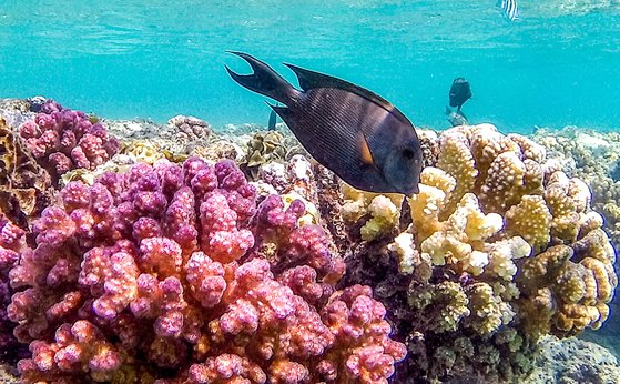 지난해 9월 이집트 남부 홍해 연안 아부 다밥 다이빙 지점에 있는 산호초 군락. 지구 온난화로 다른 지역의 산호초 군락이 죽음을 맞이하며 이곳이 마지막 산호초 피난처로 떠올랐다고 과학자들은 평가했다. [AFP=연합뉴스]