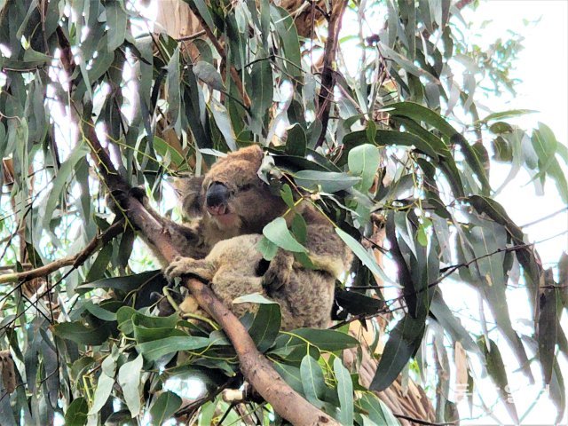 호주 그레이트 오션 로드로 가는 도중 유칼립투스 나무 위에 서 잠을 자고 있는 코알라. 전승훈 기자 raphy@donga.com