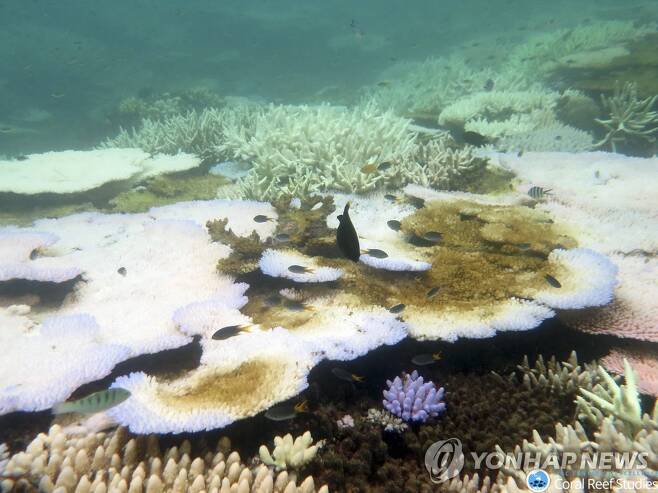 해수온도 상승으로 탈색된 산호초 [EPA 연합뉴스 자료사진. 재판매 및 DB 금지]