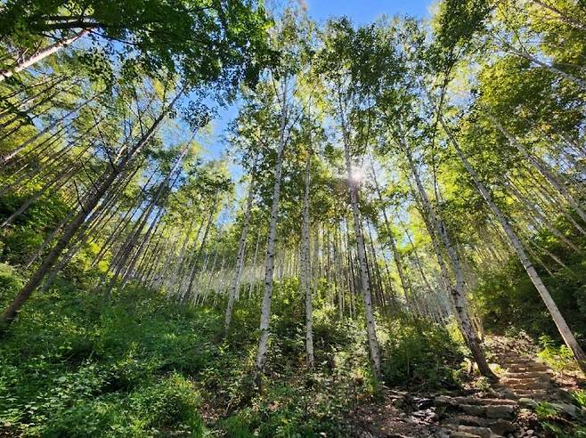 ‘걷기 좋은 명품 숲길 30선’에서 최우수 숲길로 선정된 '인제자작나무숲 달맞이 숲길' 전경. 산림청 제공