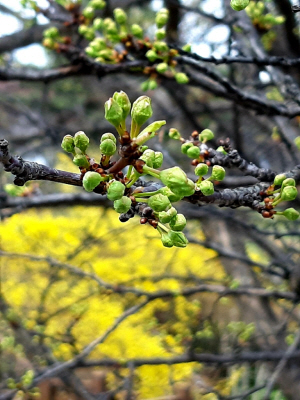 무궁화동산 우람한  자두나무가 개나리꽃을 배경으로 푸른색 꽃봉오리가 맺혀 있다. 2022년 3월31일 촬영