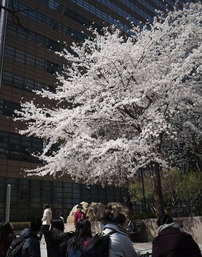 27일 오후 서울 광화문 교보문고 앞에 벚꽃이 활짝 피어있다. 2023년 3월 27일/ 조인원기자