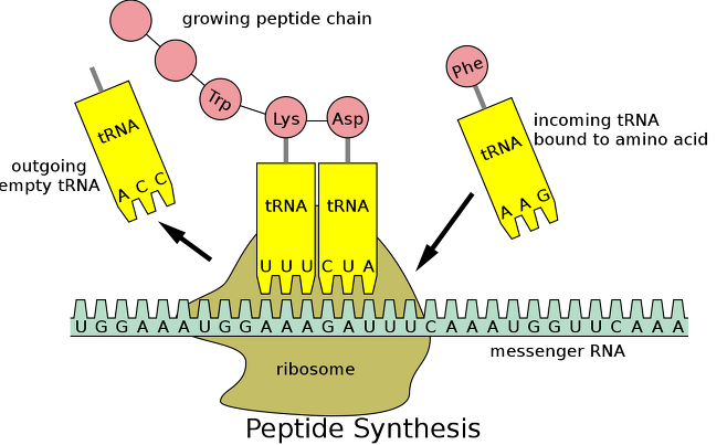 DNA의 유전정보는 전령리보핵산(mRNA, 녹색)에 복제된다. mRNA의 유전정보는 순서대로 염기 세 개씩 짝을 지어 코돈이 된다. 운반리보핵산(tRNA, 노란색)은 코돈에 따라 각각 다른 아미노산(붉은색)을 연결해 단백질을 합성한다./위키미디어