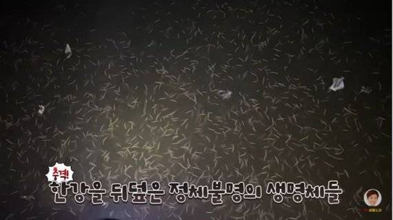 사진=유튜브 채널 'TV 생물도감' 화면 갈무리