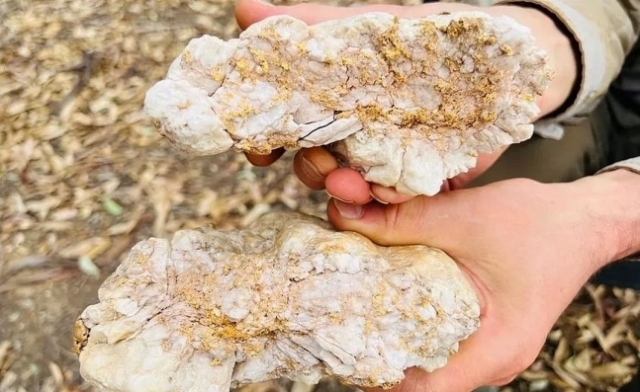 호주의 한 남성이 발견한 금이 포함된 돌덩어리. 페이스북 캡처