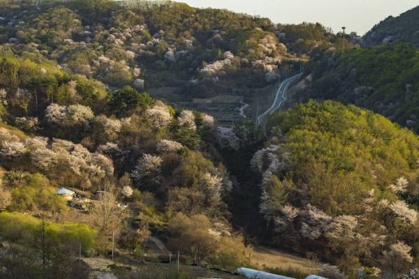 산벚꽃이 만발하면 볼 수 있는 보곡산골 전경.