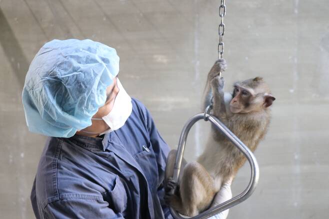 한국생명공학연구원 영장류자원지원센터 소속 연구원이 실험용 원숭이를 돌보고 있다. /한국생명공학연구원