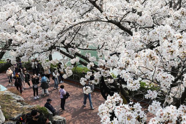 서울시 송파구 석촌호수 주변에 29일 벚꽃이 활짝 펴있다. 뉴시스