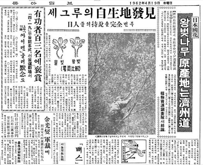 우리 손으로 처음 제주에서 왕벚나무 3그루를 발견했다는 내용의 ‘동아일보’ 1962년 4월 19일 치 신문. 네이버 라이브러리 갈무리.