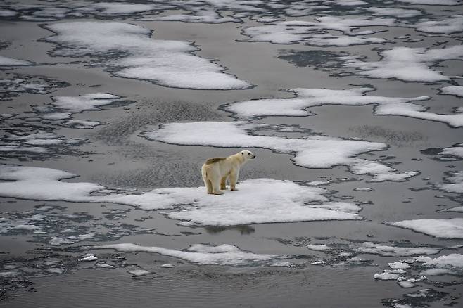 북극곰 한 마리가 2021년 8월16일 프란츠 요제프 군도 영국해협의 녹아내려 얼마 남지 않은 빙하 위에 서 있다. AFP연합뉴스·AP연합뉴스