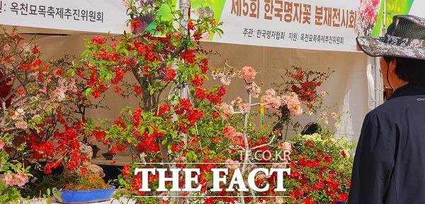 한 관람객이 전시된 분재를 감상하고 있다. /옥천=이주현 기자.