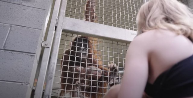 어미 오랑우탄 ‘조이’ 앞에서 자신의 아들인 ‘케일럽’에게 모유수유 시늉을 하는 사육사 휘틀리 터너. Metro Richmond Zoo 유튜브 캡처