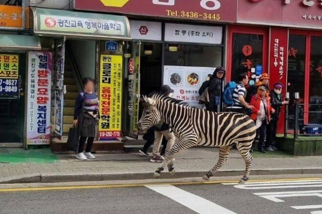 얼룩말 세로가 3월 23일 오후 서울 어린이대공원을 탈출해 주택가를 돌아다니고 있다. 세로의 도심 질주와 배회는 열악한 동물원 환경을 돌아보게 했다. [사진=연합뉴스]