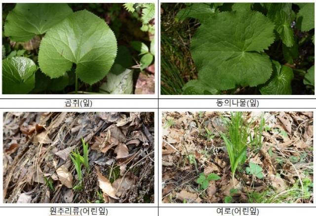 사진=식약처 제공