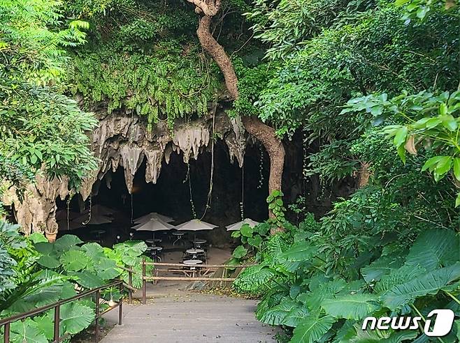 강가라 계곡 동굴 카페, 큰 잎을 가진 쿠와즈이모가 보인다. ⓒ News1