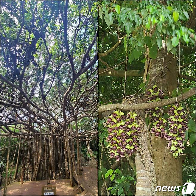 다이세키린잔의 가쥬마루와 이루칸다 꽃 ⓒ News1