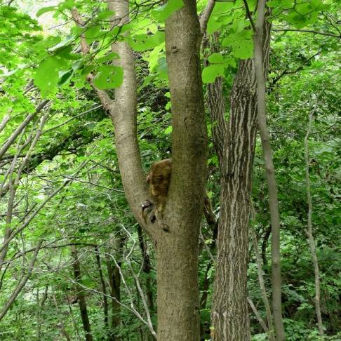 ▲ 지난 2012년 8월 강원 동해시 백두대간 두타산~상월산 일대에서 다릅나무 위 2.5m 높이에 고라니 사체가 올려져 있는 모습.표범으로 추정되는 맹수가 고라니를 사냥해 1차로 먹은후 남은 먹이를 다른 동물들에게 빼앗기지 않기 위해 높은 나무에 올려놓은 것으로 추정된다.사진제공=김흥우 사진작가
