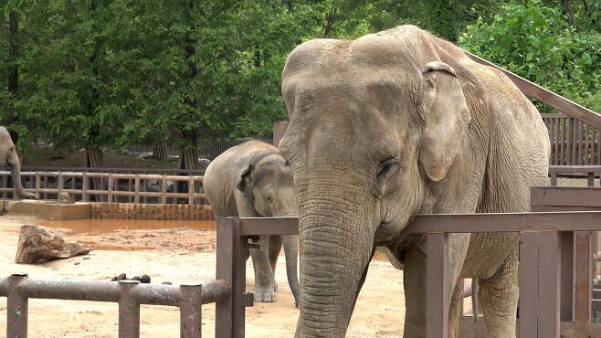 지난 6월 서울대공원 코끼리 '사쿠라'가 서서 잠을 자고 있다.왕준열PD
