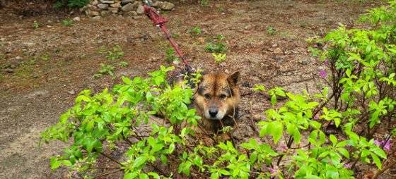 지난 6일 제보자 A씨가 온라인 커뮤니티에 올린 강아지 사진. 밖에서 비를 맞으며 서 있었다고 한다. 사진 커뮤니티 캡처